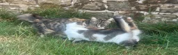 Mixed Breed cats for sale: Beautiful Long haired female kittens. - Advert 5