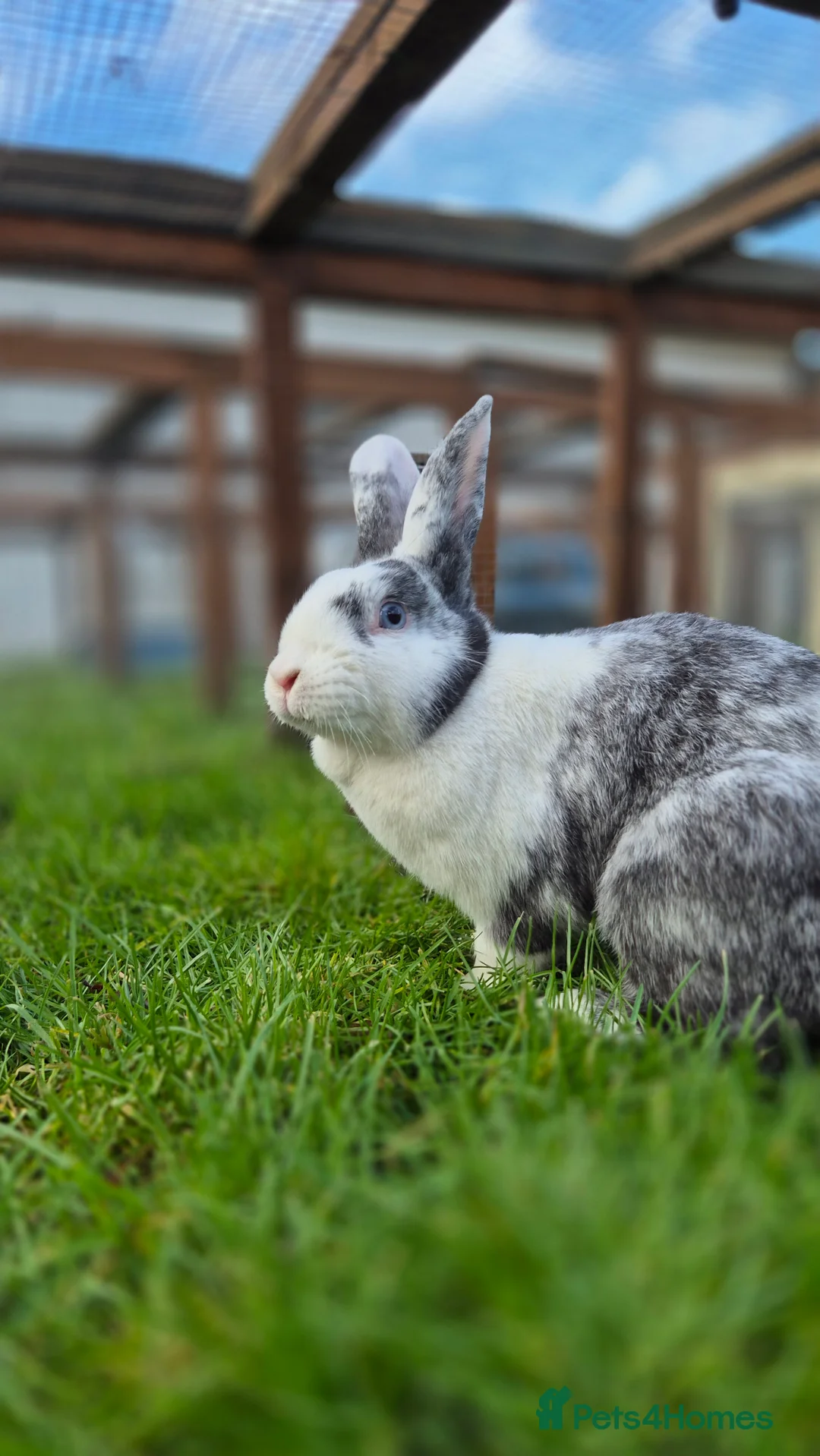 Mixed Breed rabbits for sale: Millie Vaccinated & Spayed - Advert 3
