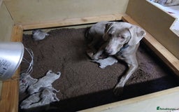 Weimaraner dogs for sale: Beautiful weimaraner puppies - Image 3