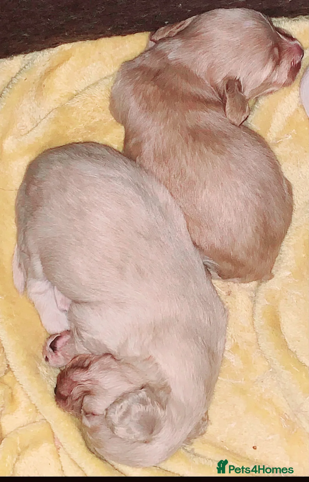 Miniature Dachshund dogs for stud: STUD 100% Long Haired Cream Miniature Dachshund - Advert 13