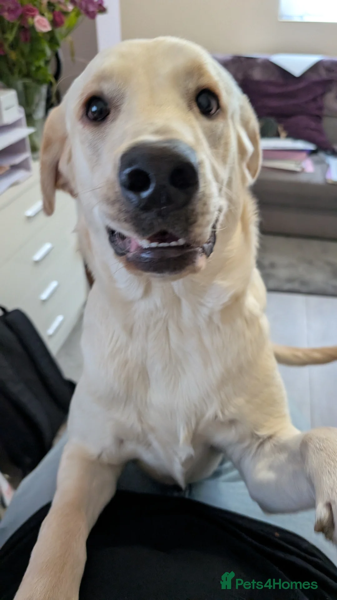 Labrador Retriever dogs for sale: 9 Month Old Labrador Boy - Advert 2