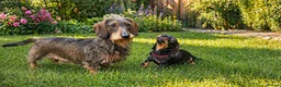 Dachshund dogs for sale: Kc registered Standard Wirehair dachshund  - Advert 1