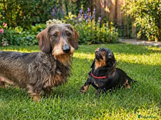 Dachshund dogs Kc registered Standard Wirehair dachshund - Advert 1