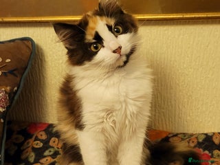 Mixed Breed cats Rare Cinnamon Calico girl - Advert 8