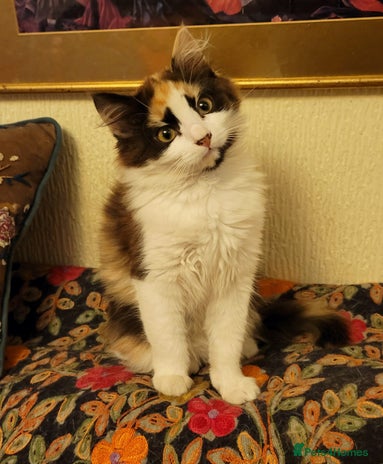 Mixed Breed cats Rare Cinnamon Calico girl - Advert 11