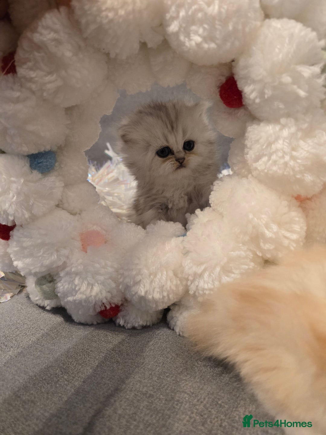 Persian cats for sale: Persian fluffy angels - Advert 6