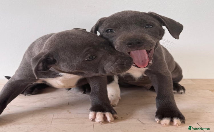 Staffordshire Bull Terrier dogs - Advert 3