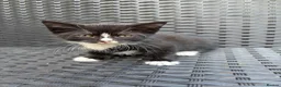 Mixed Breed cats for sale: 5 cute cats looking for new home  - Advert 5