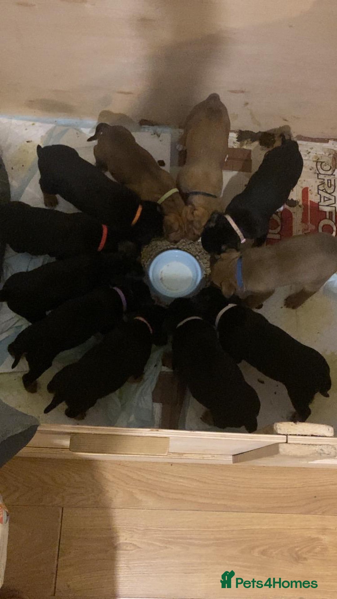 Mixed Breed dogs for sale: Puppies for sale  - Advert 4