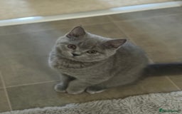 British Shorthair cats for sale: Champion Bloodline British Shorthair & Longhair - Image 1