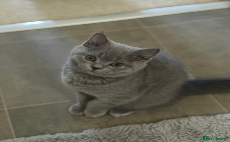 British Shorthair cats - Advert 1