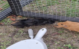 Guinea Pig rodents for sale: 3 Female Guinea Pigs- plus Hutch and extras - Image 6
