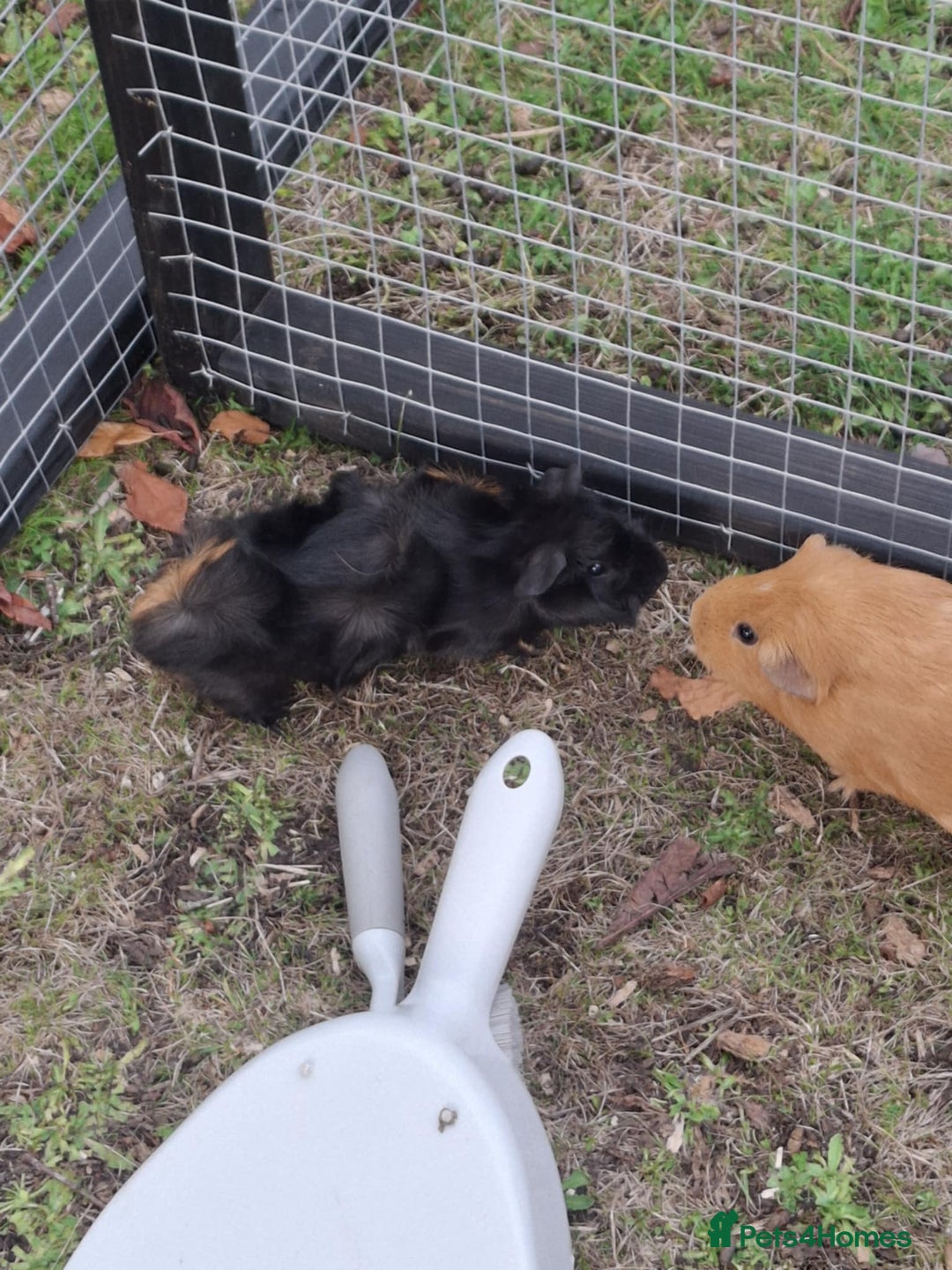 Guinea Pig rodents for sale: 3 Female Guinea Pigs- plus Hutch and extras - Image 6