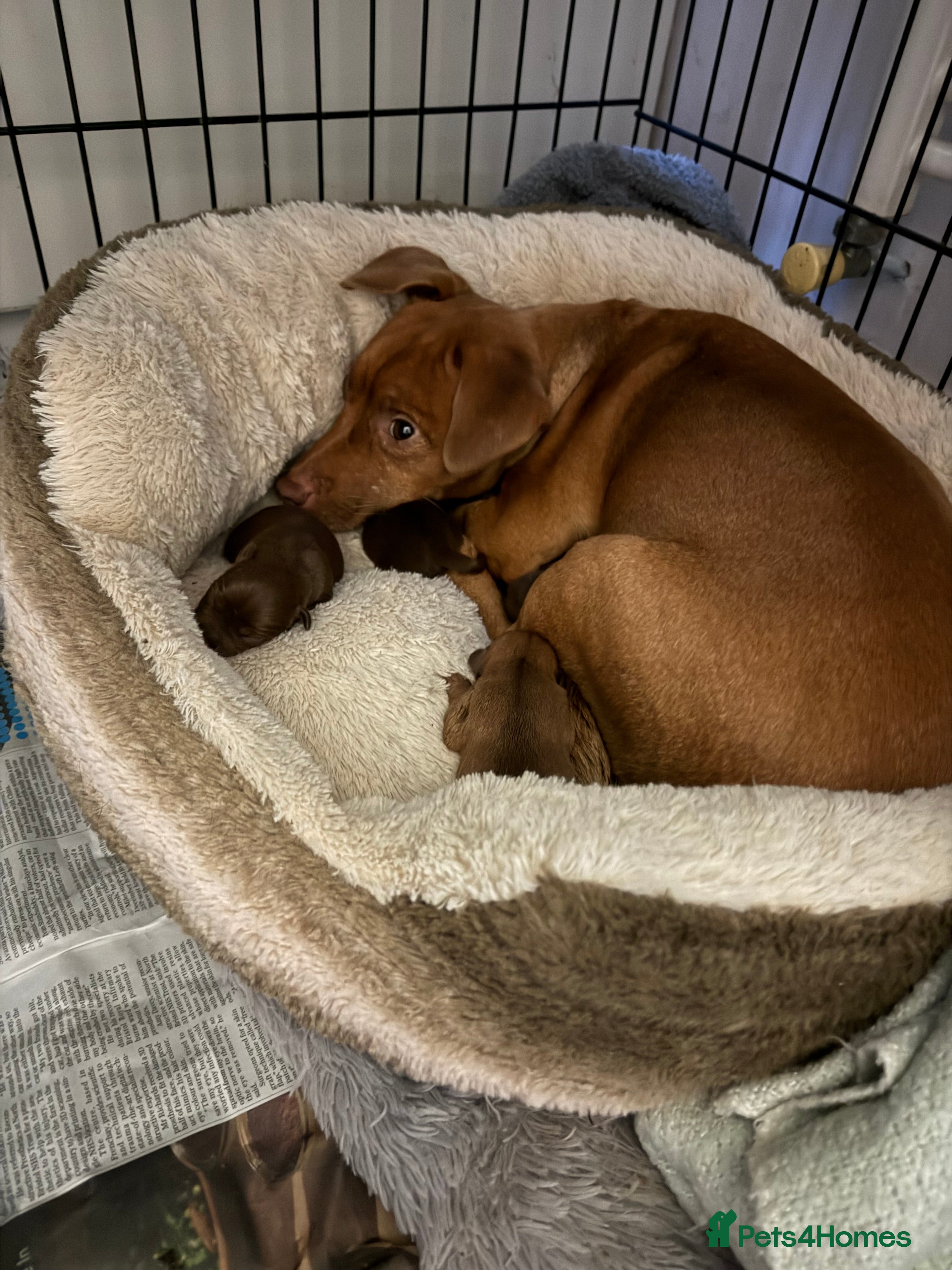 Patterdale Terrier dogs Patterdale Terrier, lovely nature. Short haired.  - Advert 19