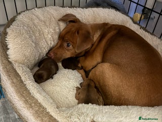 Patterdale Terrier dogs Patterdale Terrier, lovely nature. Short haired. - Advert 1