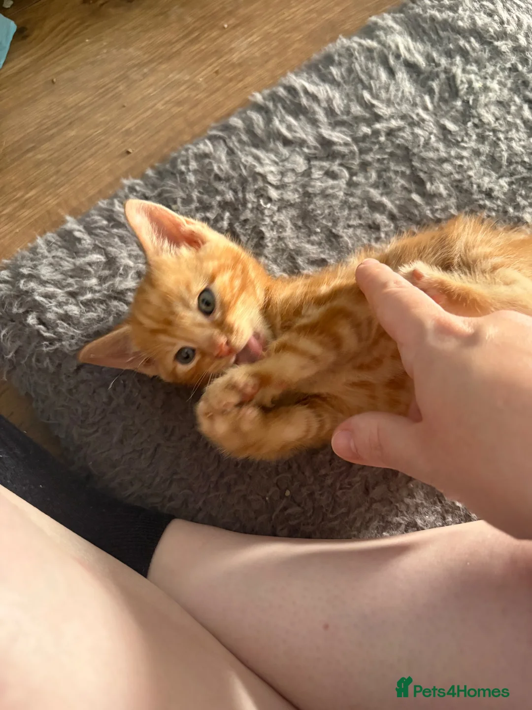British Shorthair cats for sale: Beautiful kittens  - Advert 10