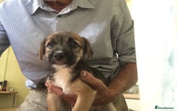 Mixed Breed dogs for sale: Six lovely Borderjack puppies available - Image 5