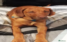 Rhodesian Ridgeback dogs for sale: Ridgeless Rhodesian Ridgeback Puppies For Sale - Image 2