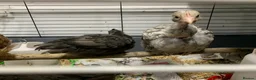 Chickens poultry for sale: Orpingtons plus - Advert 13
