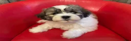 Mixed Breed dogs for sale: Beautiful Lhasa-Chon puppies. - Advert 18
