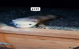 Ferret rodents for sale: Gill and hobs kit for sale  - Image 10