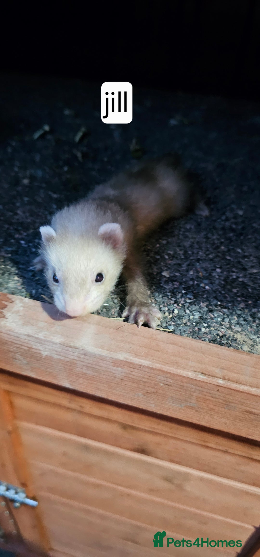 Ferret rodents for sale: Gill and hobs kit for sale  - Image 10