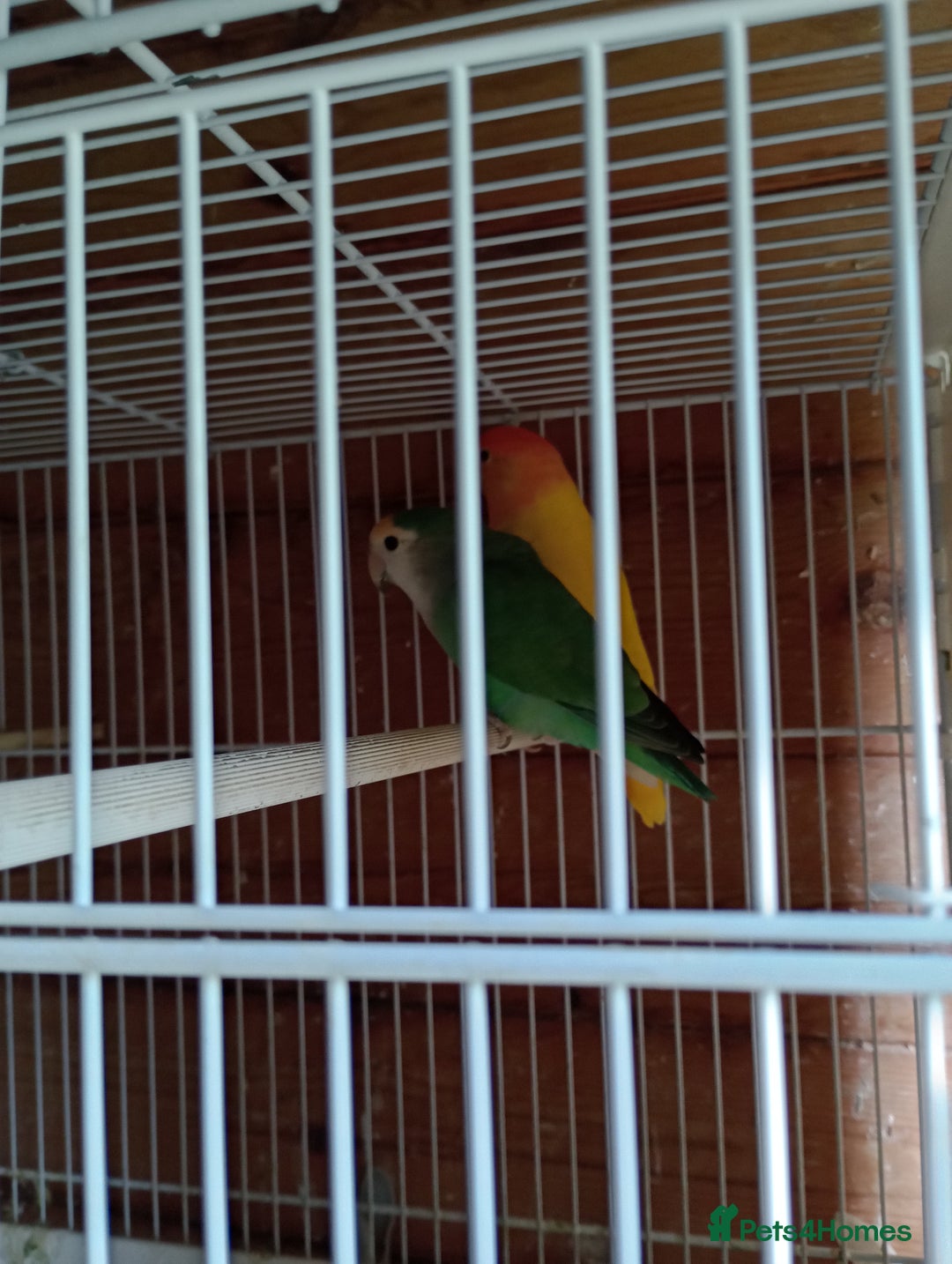 Lovebirds birds for sale: Fermale lovebirds  - Image 2