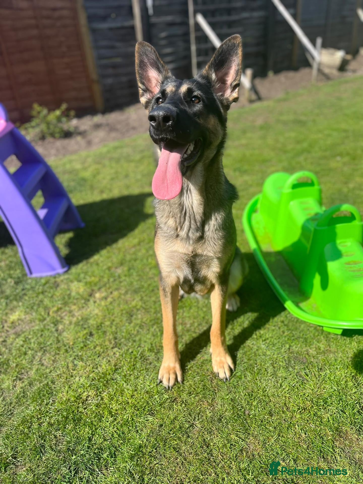 German Shepherd dogs for sale: Skye German shepherd  - Advert 9