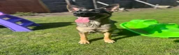 German Shepherd dogs for sale: Skye German shepherd  - Advert 1
