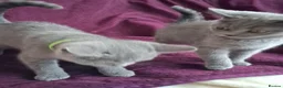 British Shorthair cats for sale: Beautiful British short-hair blue - Advert 2