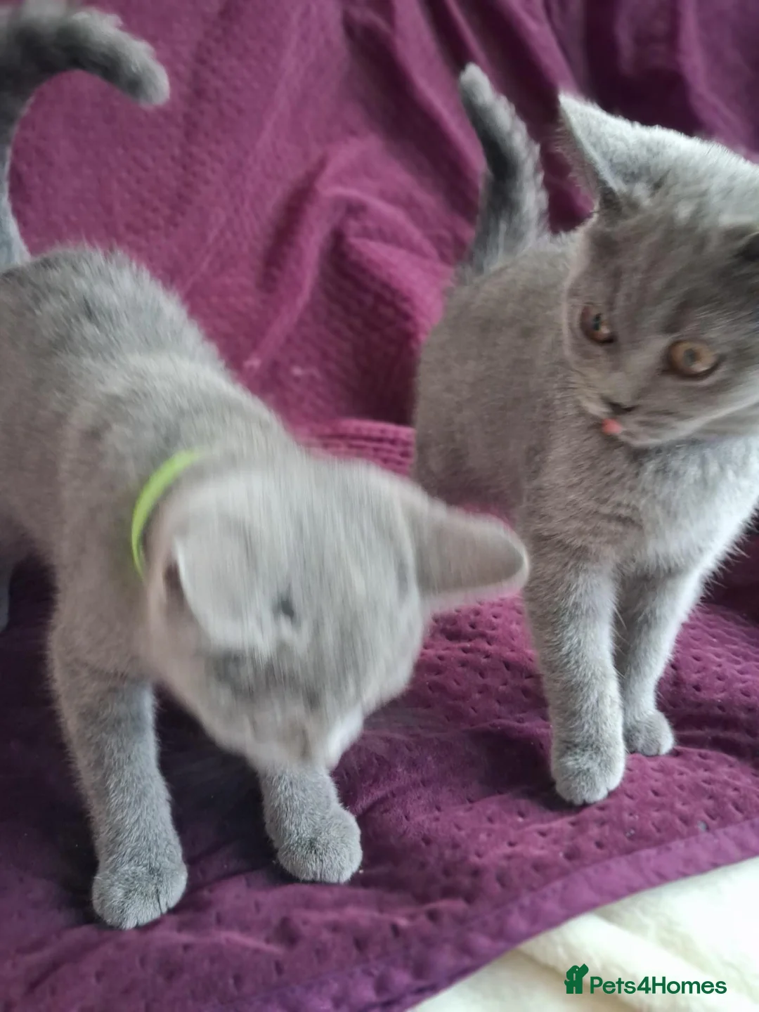 British Shorthair cats for sale: Beautiful British short-hair blue - Advert 2