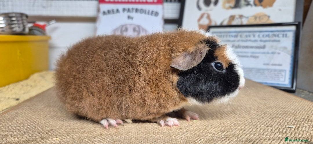 Guinea Pig rodents for sale: Baby male teddy guinea pigs - Advert 1