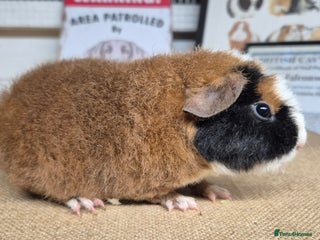 Guinea Pig rodents Baby male teddy guinea pigs - Advert 1