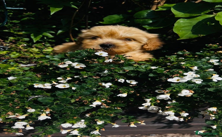 Cavapoo dogs - Advert 11