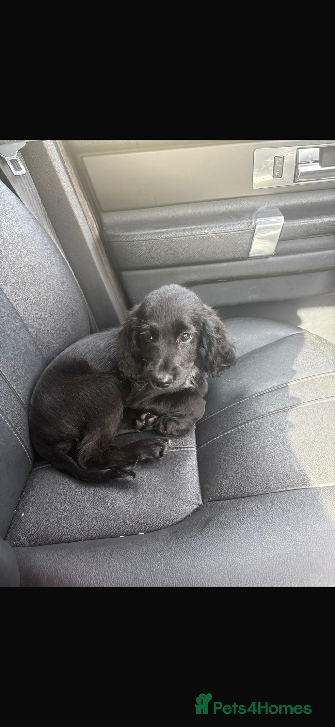 Cocker Spaniel dogs for sale: Cocker spaniel  - Image 2