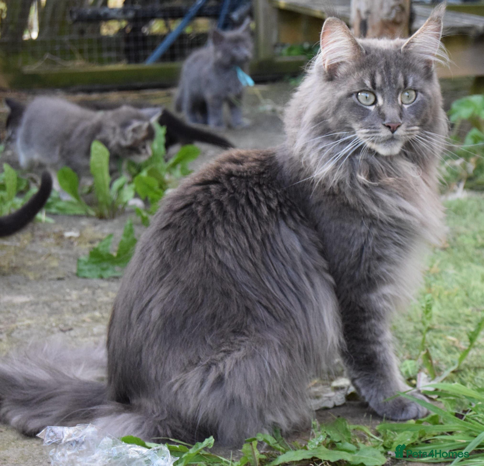 Maine Coon cats Tica registered pedigree poly Maine Coons. - Advert 8
