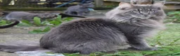 Maine Coon cats for sale: Tica registered DNA tested parents poly Maine Coon - Advert 5