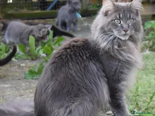 Maine Coon cats Tica registered DNA tested parents poly Maine Coon - Advert 5