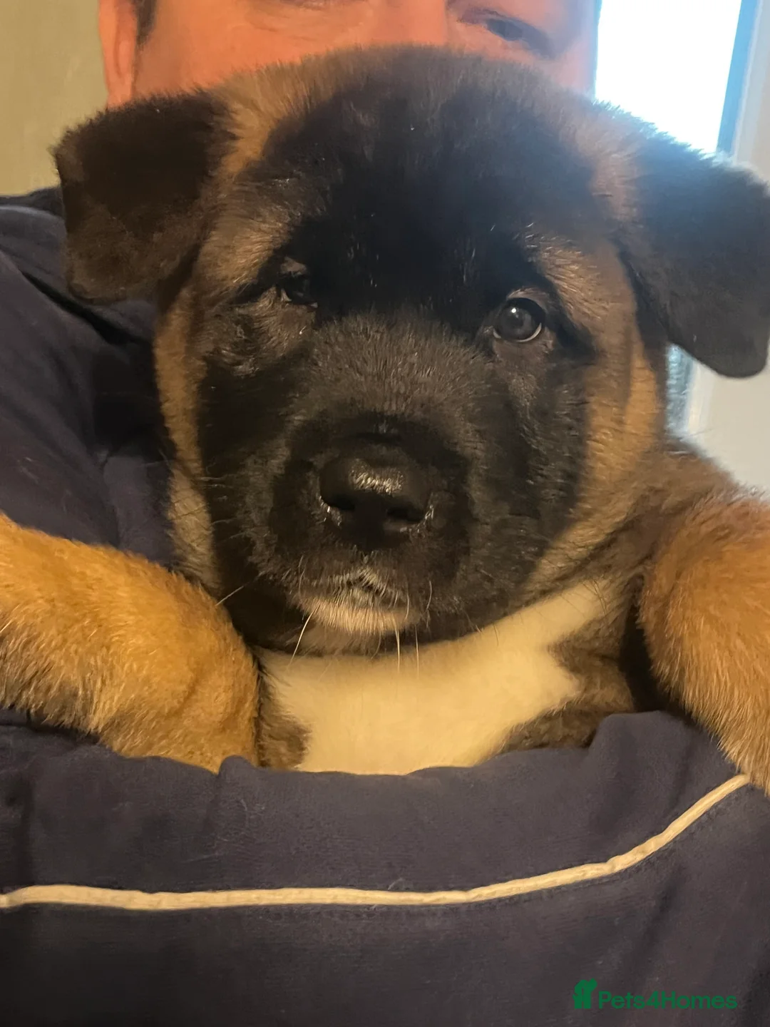 Akita dogs for sale: Akita puppies 1 male 1 female in Doncaster - Advert 6
