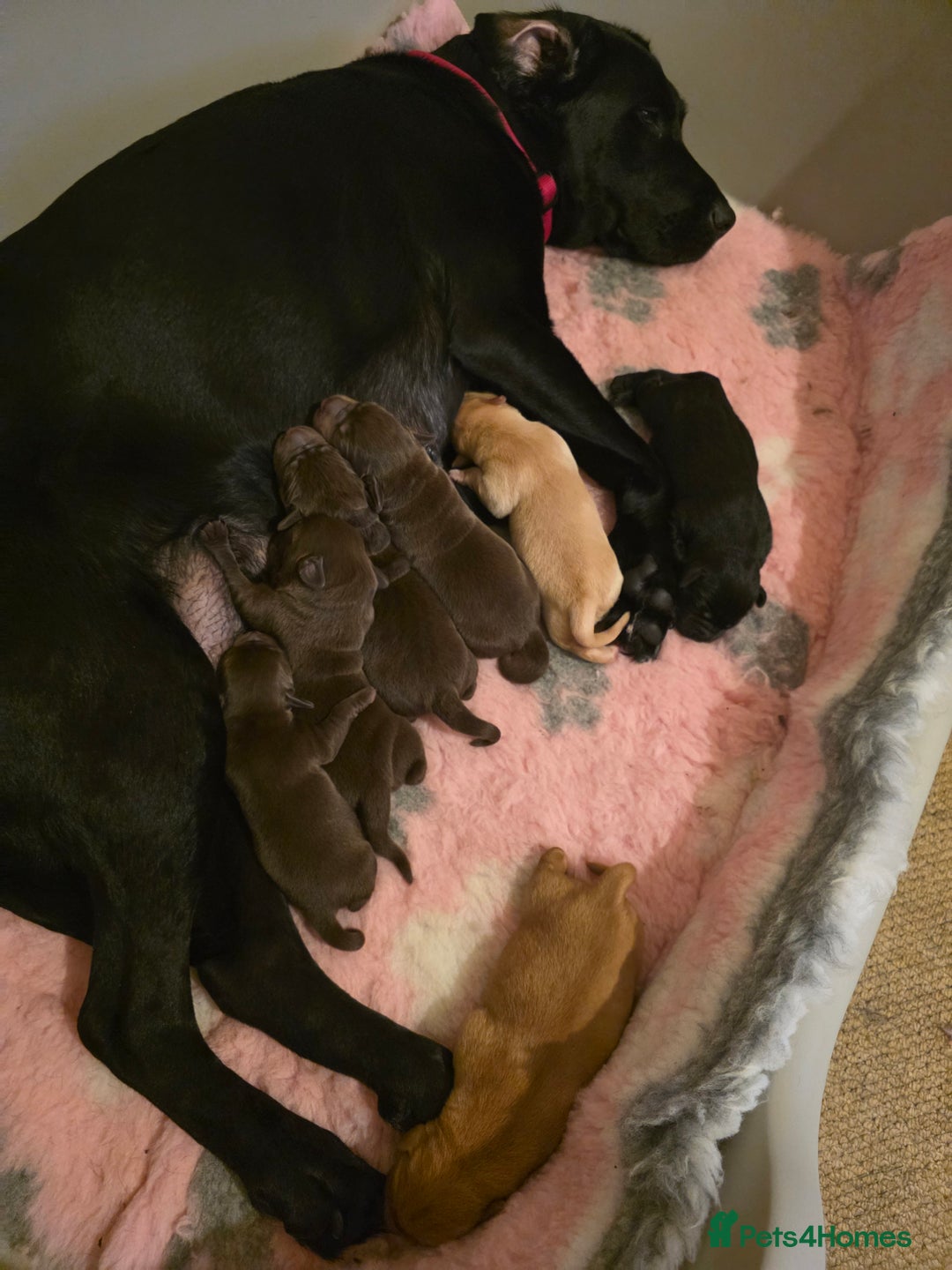 Labrador Retriever dogs for sale: Gorgeous Labrador Puppies – Ready December! - Image 3