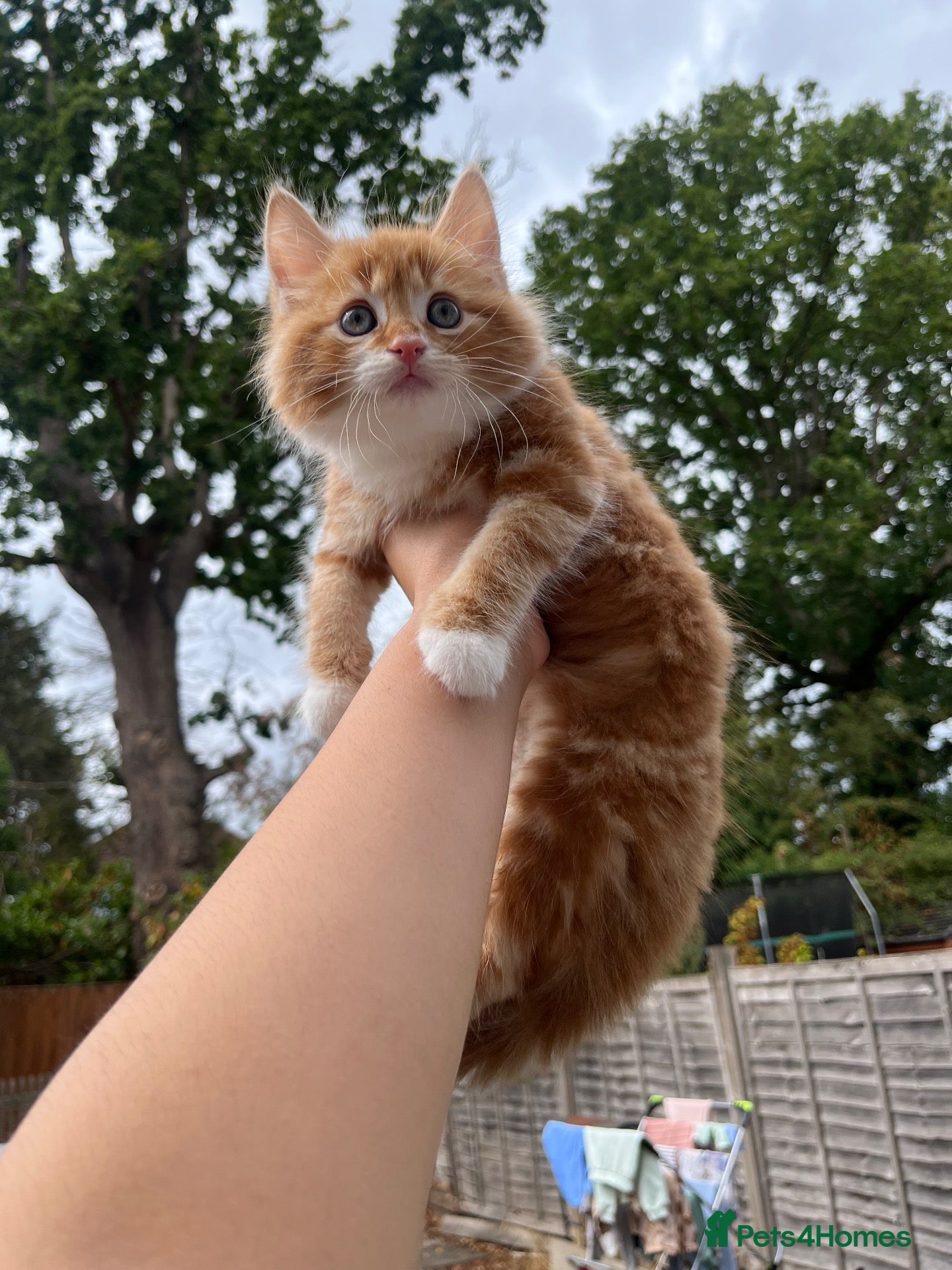 Siberian cats 1 Mixed Boy Kitten Looking for His Forever Home  - Advert 2