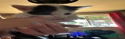 Mixed Breed cats for sale: Beautiful babies ready for collection - Advert 5
