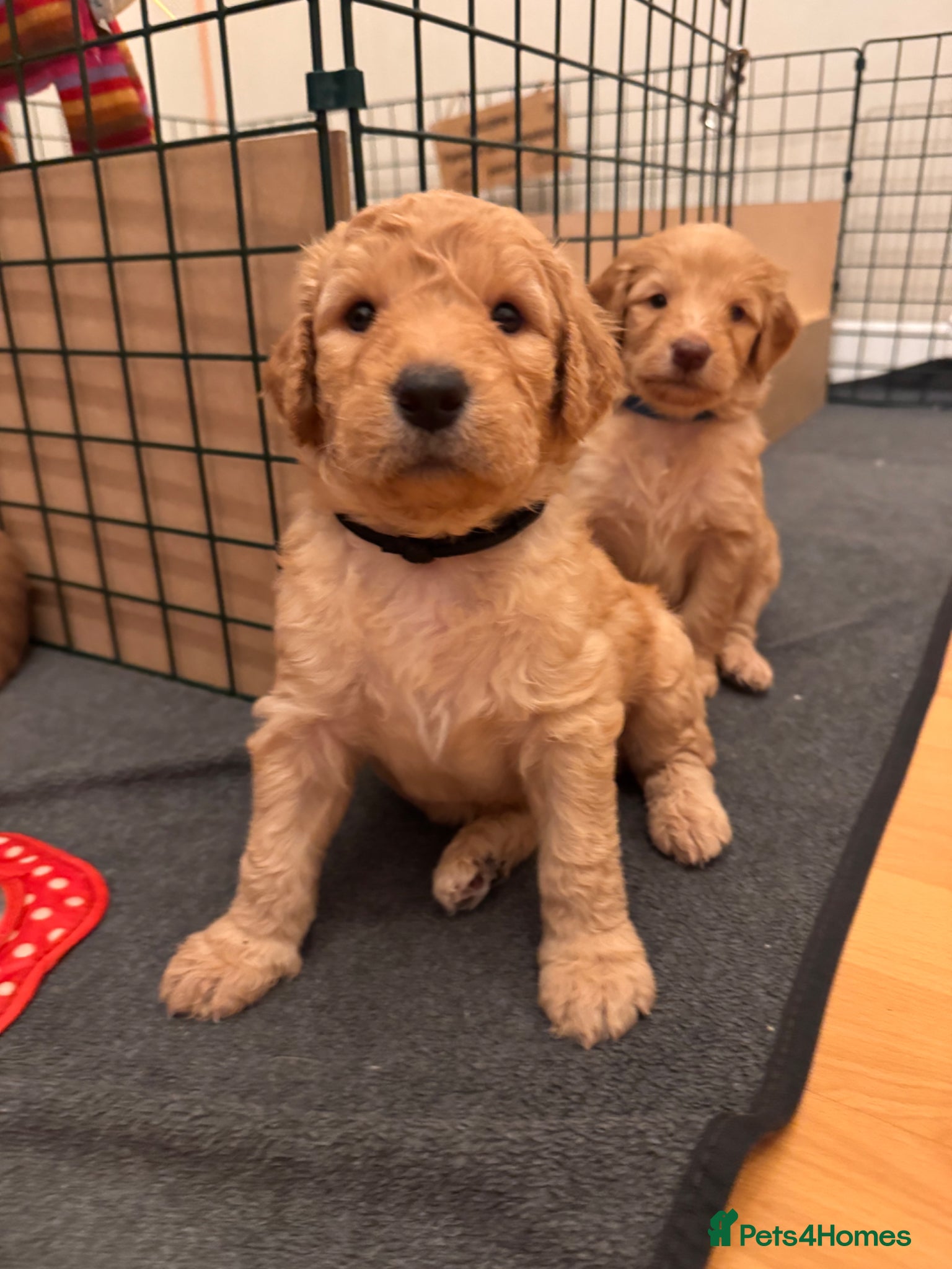 Mixed Breed dogs Adorable Australian Labradoodle puppies - Advert 3
