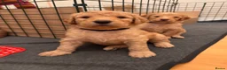 Mixed Breed dogs for sale: Adorable Australian Labradoodle puppies - Advert 3