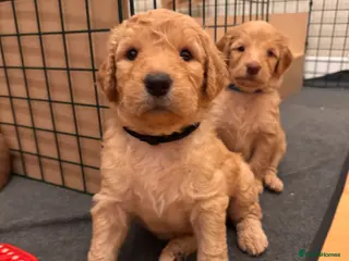 Mixed Breed dogs Adorable Australian Labradoodle puppies - Advert 3