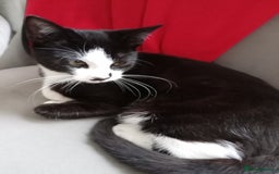Mixed Breed cats for sale: Tuxedo kitten - Image 2
