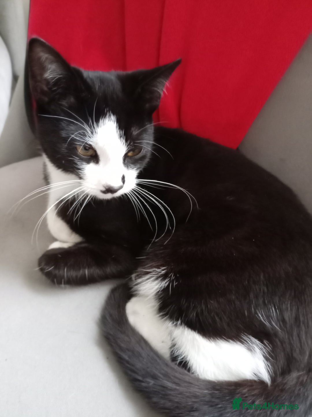 Mixed Breed cats for sale: Tuxedo kitten - Image 2