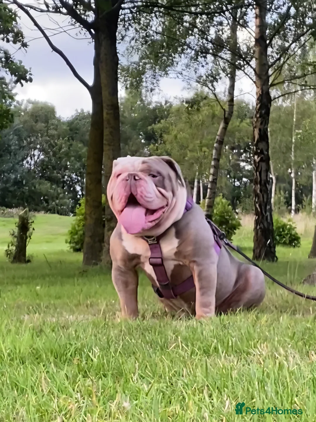 Olde English Bulldogge dogs for sale: Olde english bulldogge  - Advert 9