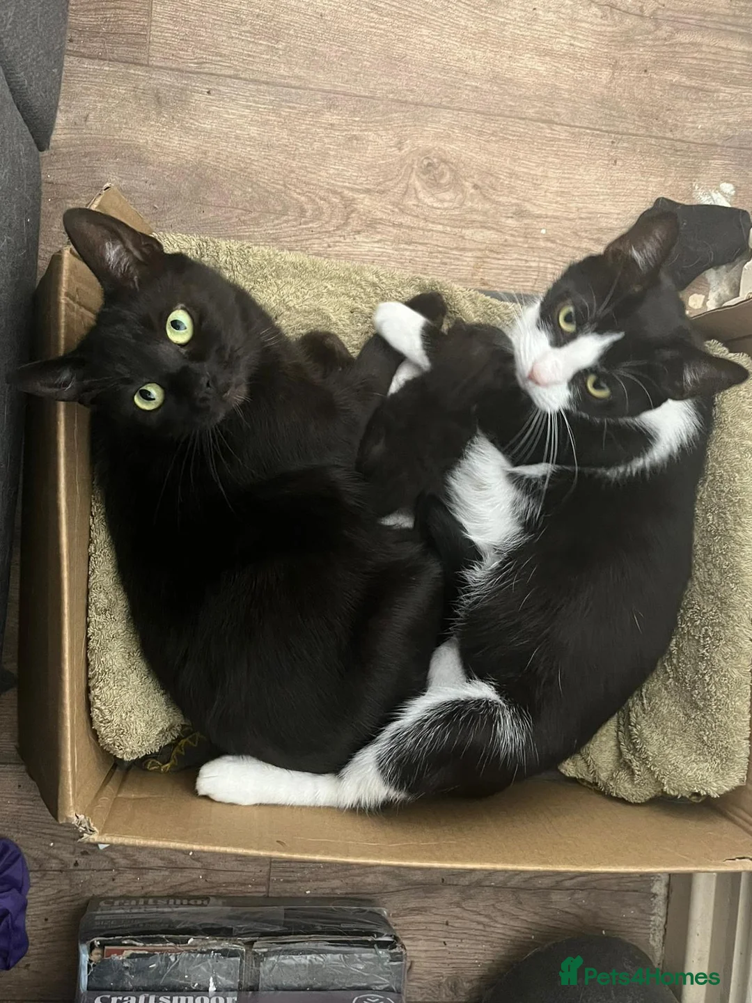 Mixed Breed cats for sale: Kittens  in Rotherham - Advert 5