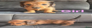 Dachshund 3